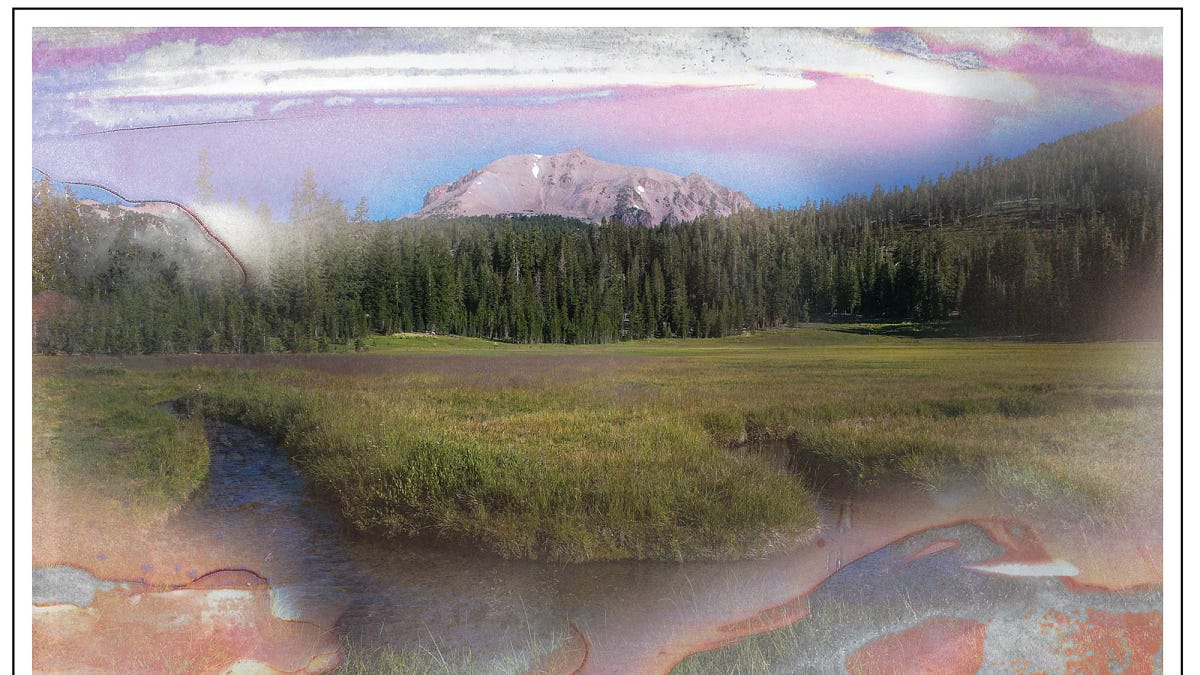 We Are Bombarding America’s Forests With Roundup