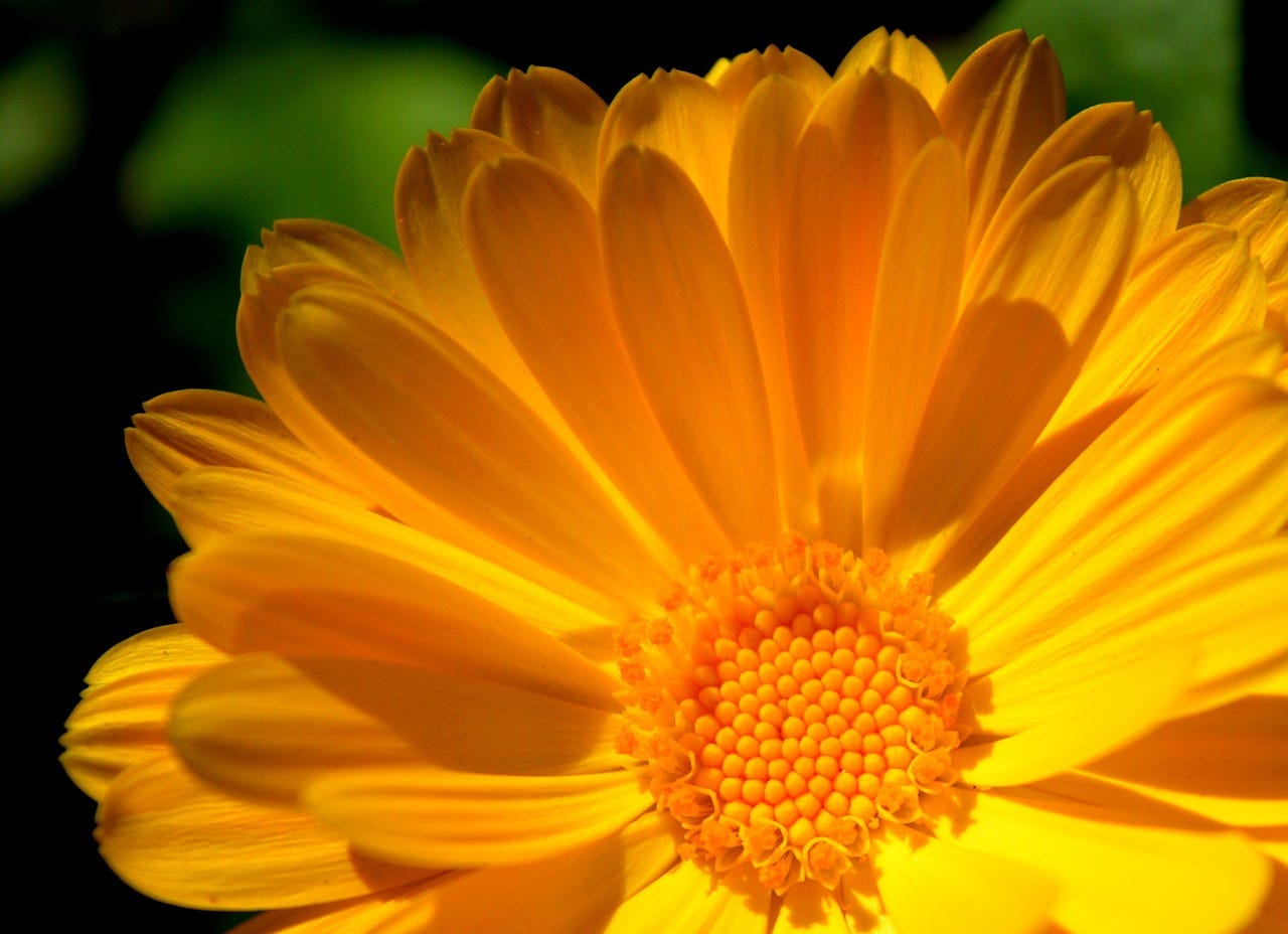 fleurs de soucis 