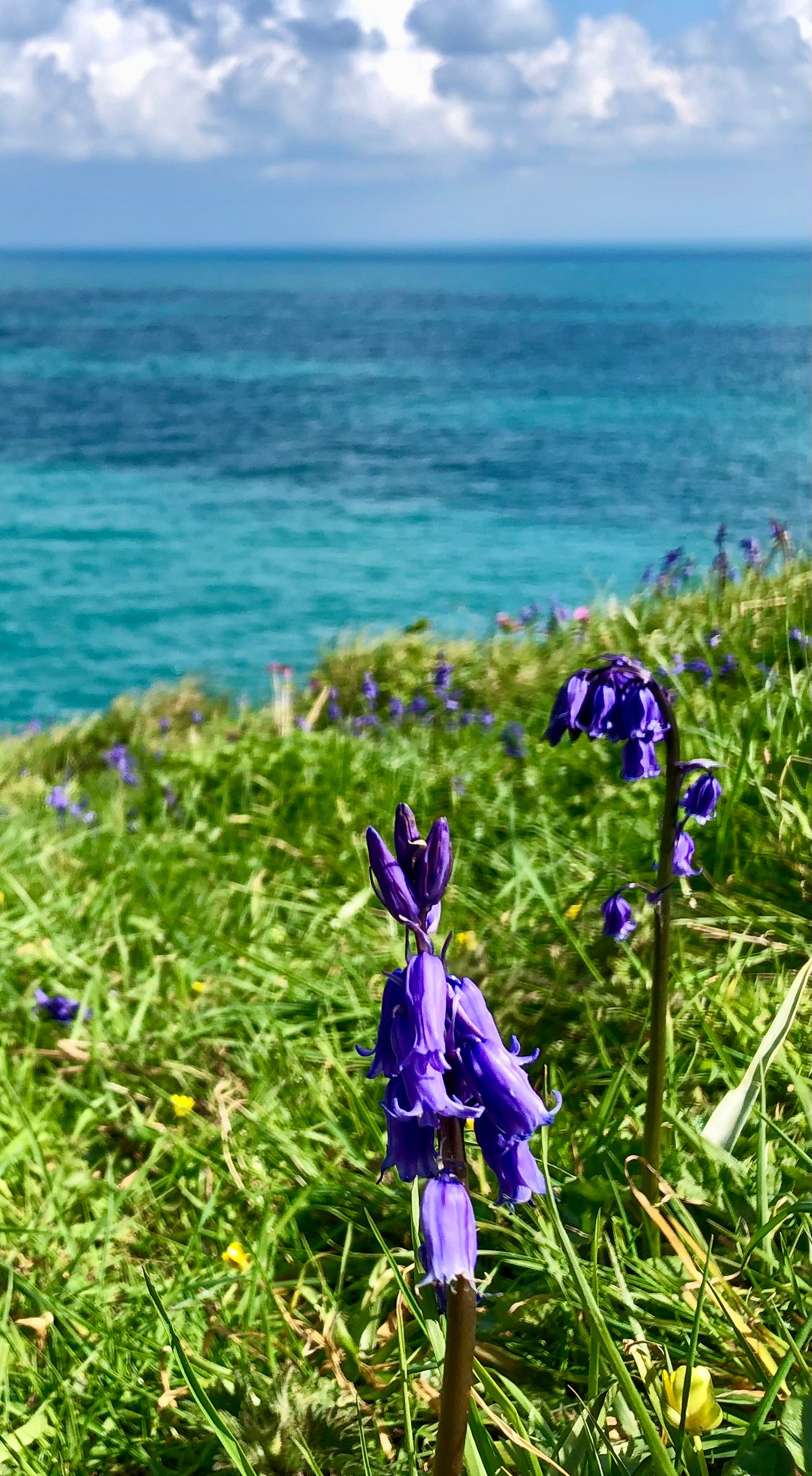 Bluebells on a cliff with blue sea beyond and under a blue sky.