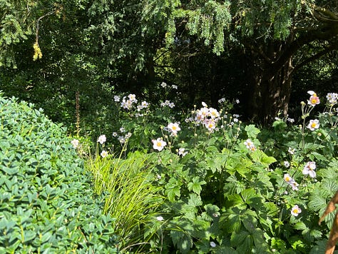 Photos of some of the flowers at Corsham Court. Images: Roland's Travels