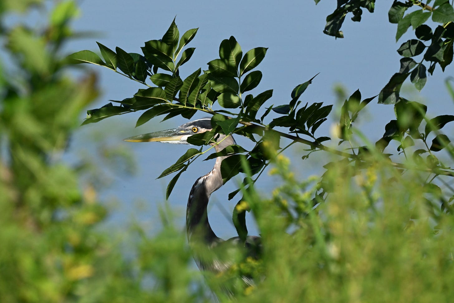 Large grey heron with yellow eye stares to the left behind leafy green branches