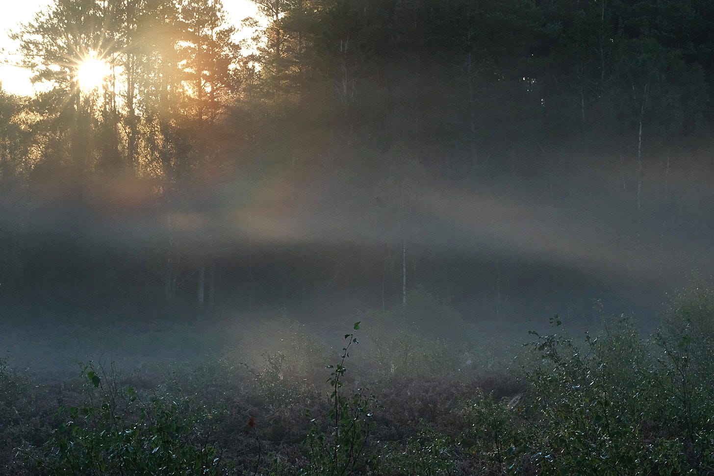 The sun’s rays burst star-like through pine trees, illuminating layers of mist above heather and birch on a Scottish moss