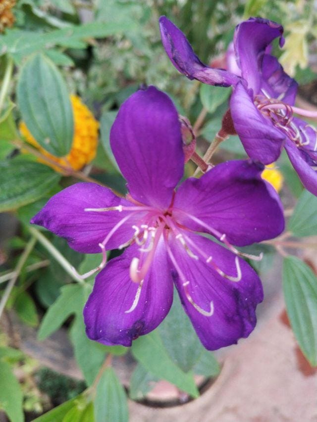A purple flower in bloom! A purple flower in bloom!