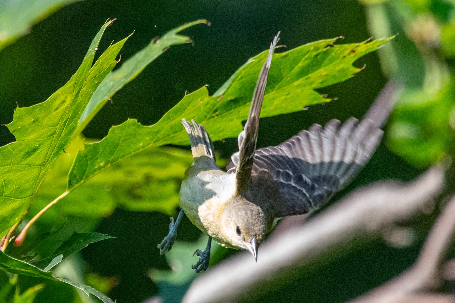 A warbling vireo diving into flight