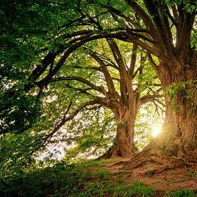 Realign with Nature