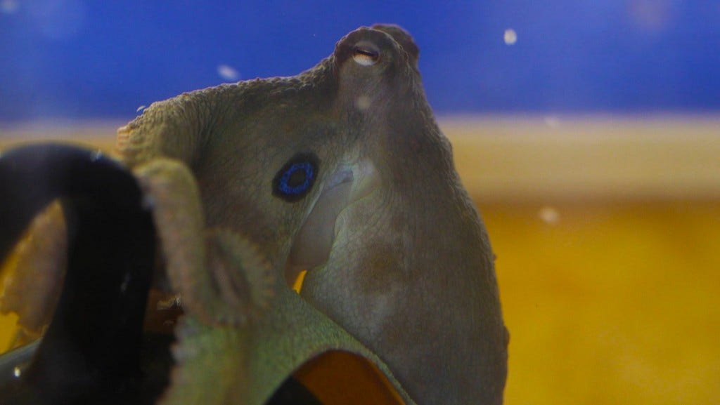 This image has an empty alt attribute; its file name is california-two-spot-octopus.jpg