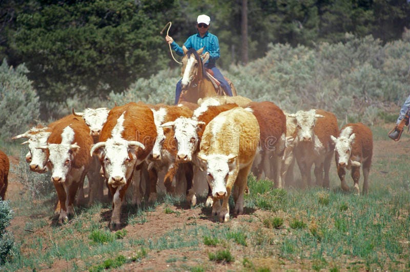 Navajo Cowboys Herding Cattle on Cattle Drive, , AZ Editorial Stock ...