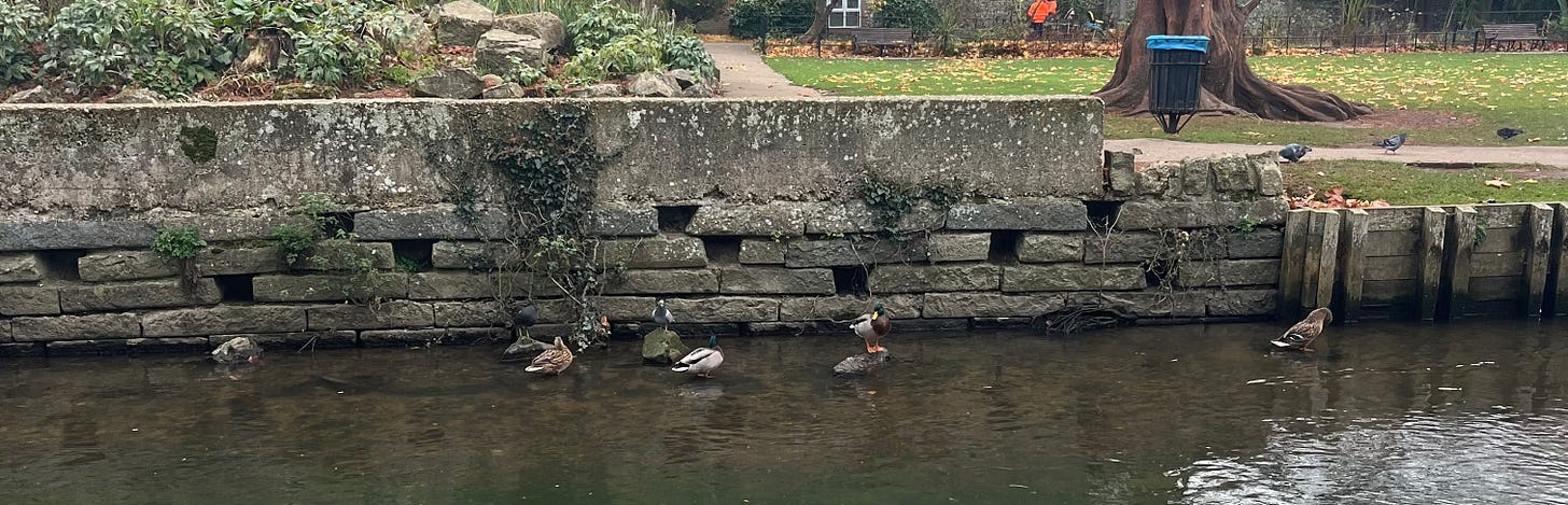 some ducks standing on rocks in the river instead of paddling around in it 