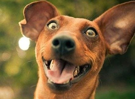 dog dog