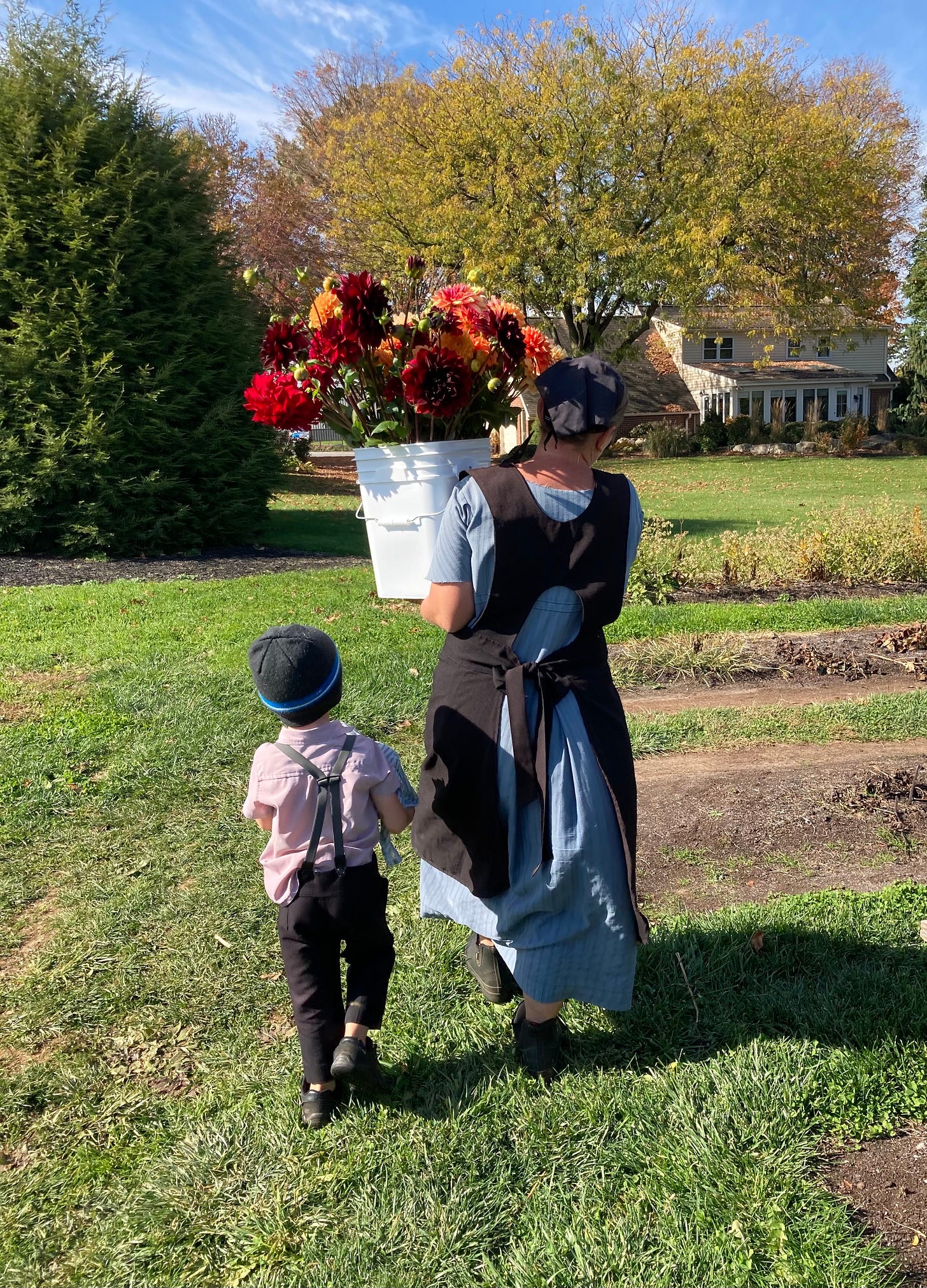 Dahlia farmer carrying freshly cut flowers