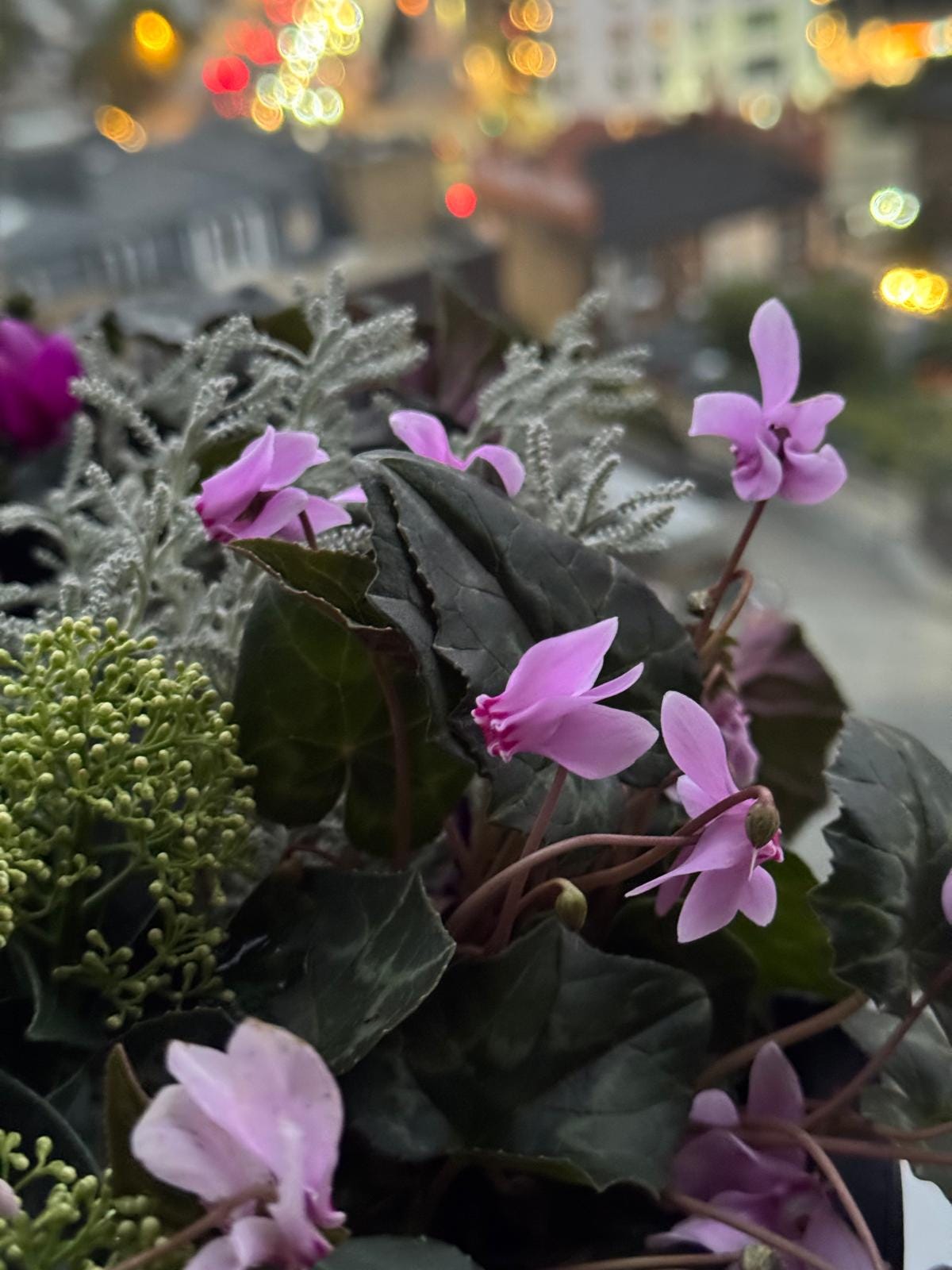 5 cyclamen you must grow - by Mr Plant Geek