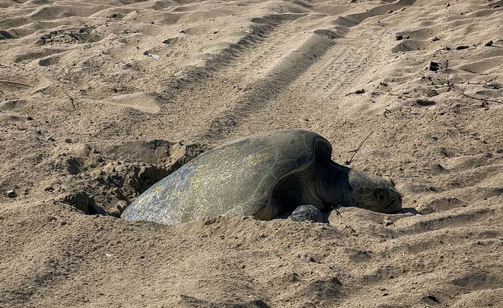 California’s Ocean Is Getting Weird