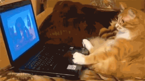 Cat Watching GIF