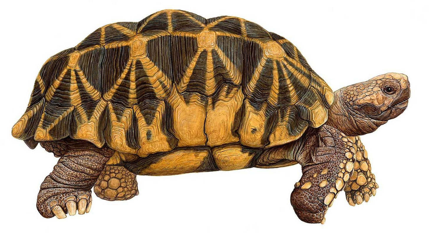 A tortoise with a pattern on its shell
Description automatically generated A tortoise with a pattern on its shell
Description automatically generated
