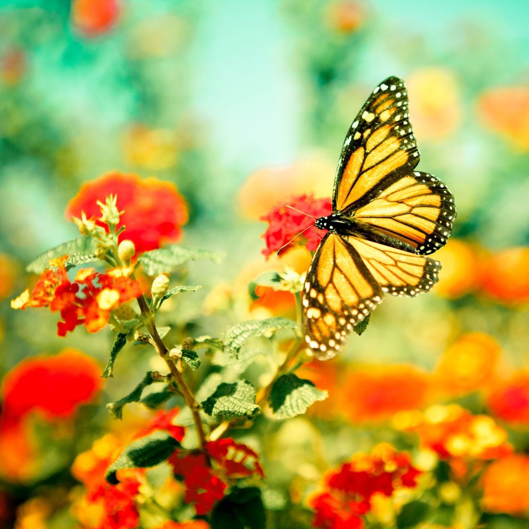 Closeup of a Monarch butterfly on a background of colorful flowers.