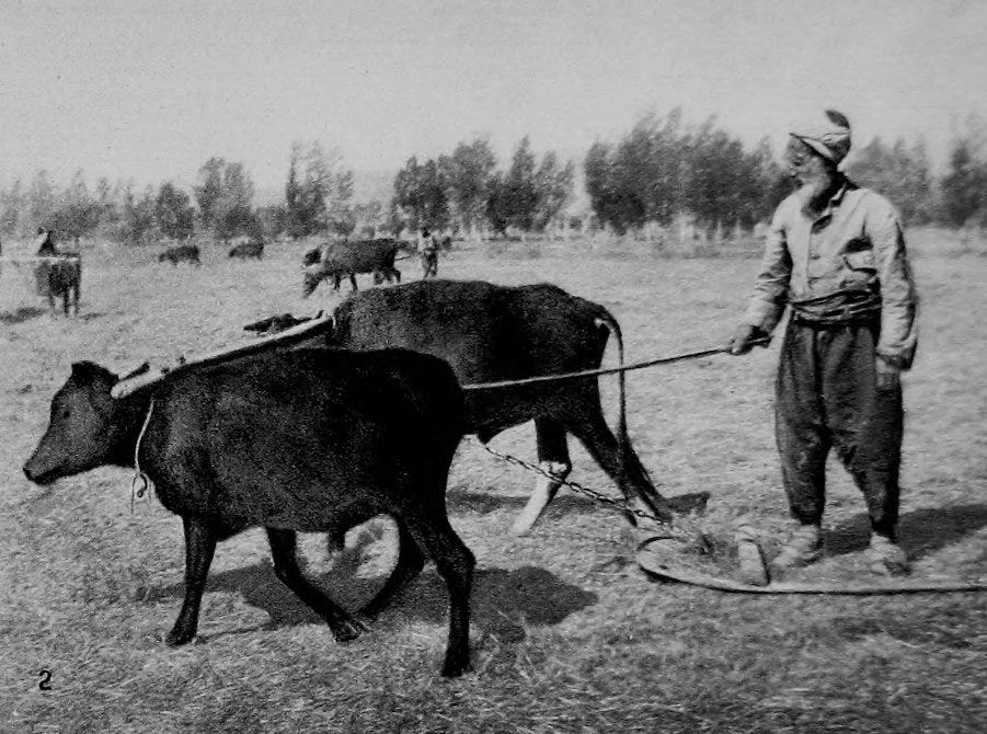 Ekrem Buğra Ekinci - AŞAR VERGİSİ VE KÖY AĞALIĞININ DOĞUŞU