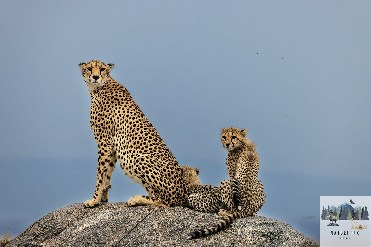 cheetahs on a rock, mother and two cheetah kittens, cheetahs in Serengeti National Park