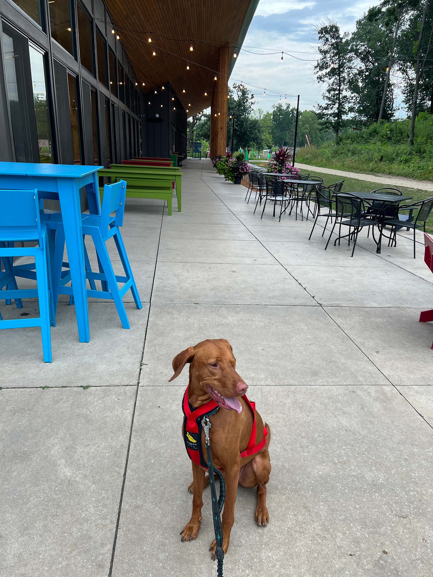 Leif, the one-eyed vizsla dog, sits patiently at a restaurant on an amazing day out. 