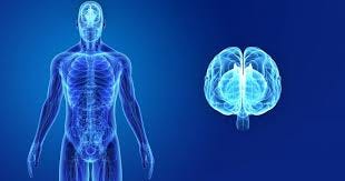 Central Nervous System ...