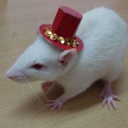 Broti’s Newsletter