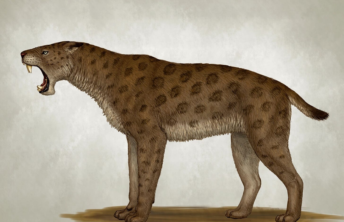 This Saber-Toothed Cat Mingled With Modern Humans