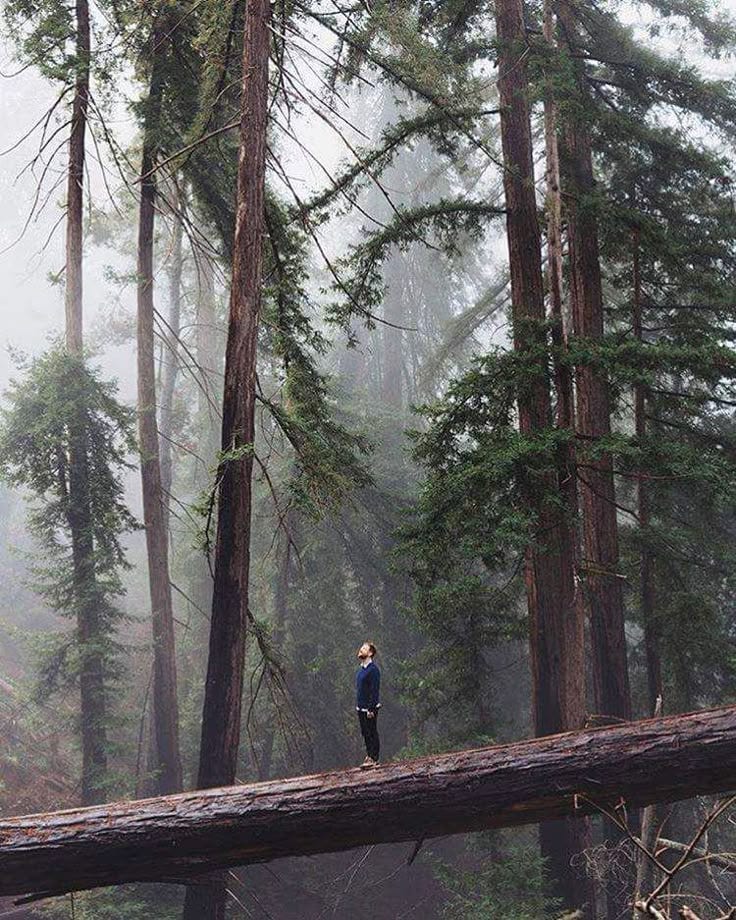 This may contain: a person standing on a fallen tree in the middle of a forest with tall trees