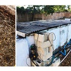 Making Funky, High Ester Rum Part 3 - Bacteria and Muck