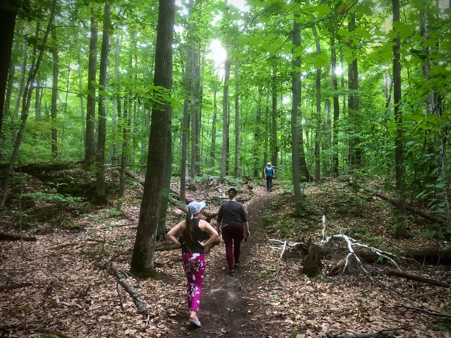 Three people walking in lush green woods
