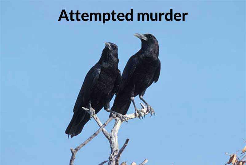 25 Caw-King Crow Puns And Jokes | Bird Spot