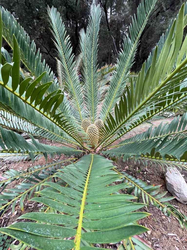 Ancient and Poisonous Cycads Are the Prehistoric Plants of Southern  California