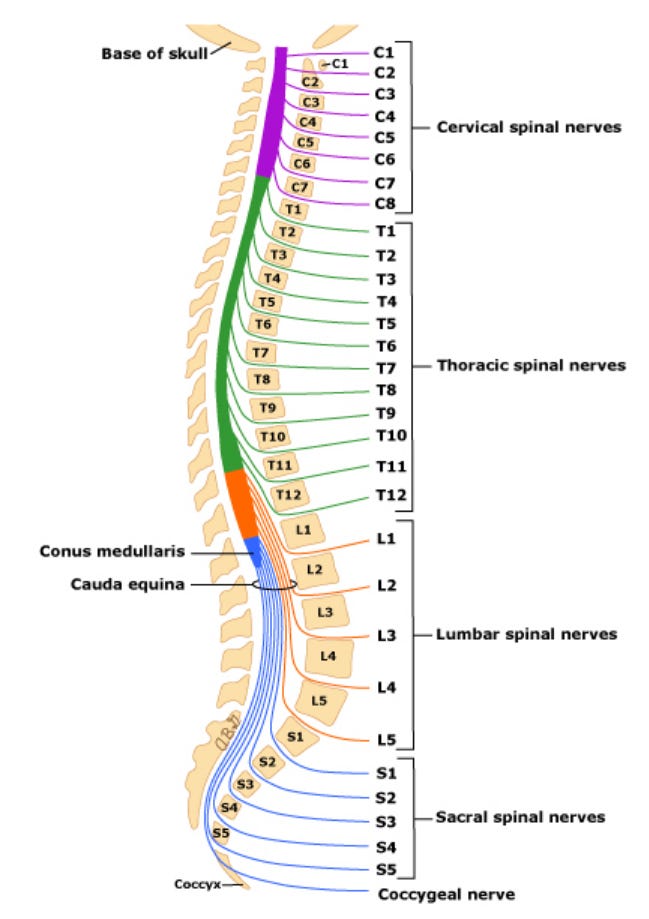 Sam LaPorta disc herniation L4-L5 Sam LaPorta disc herniation L4-L5