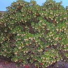 Strawberries // Erdbeeren
