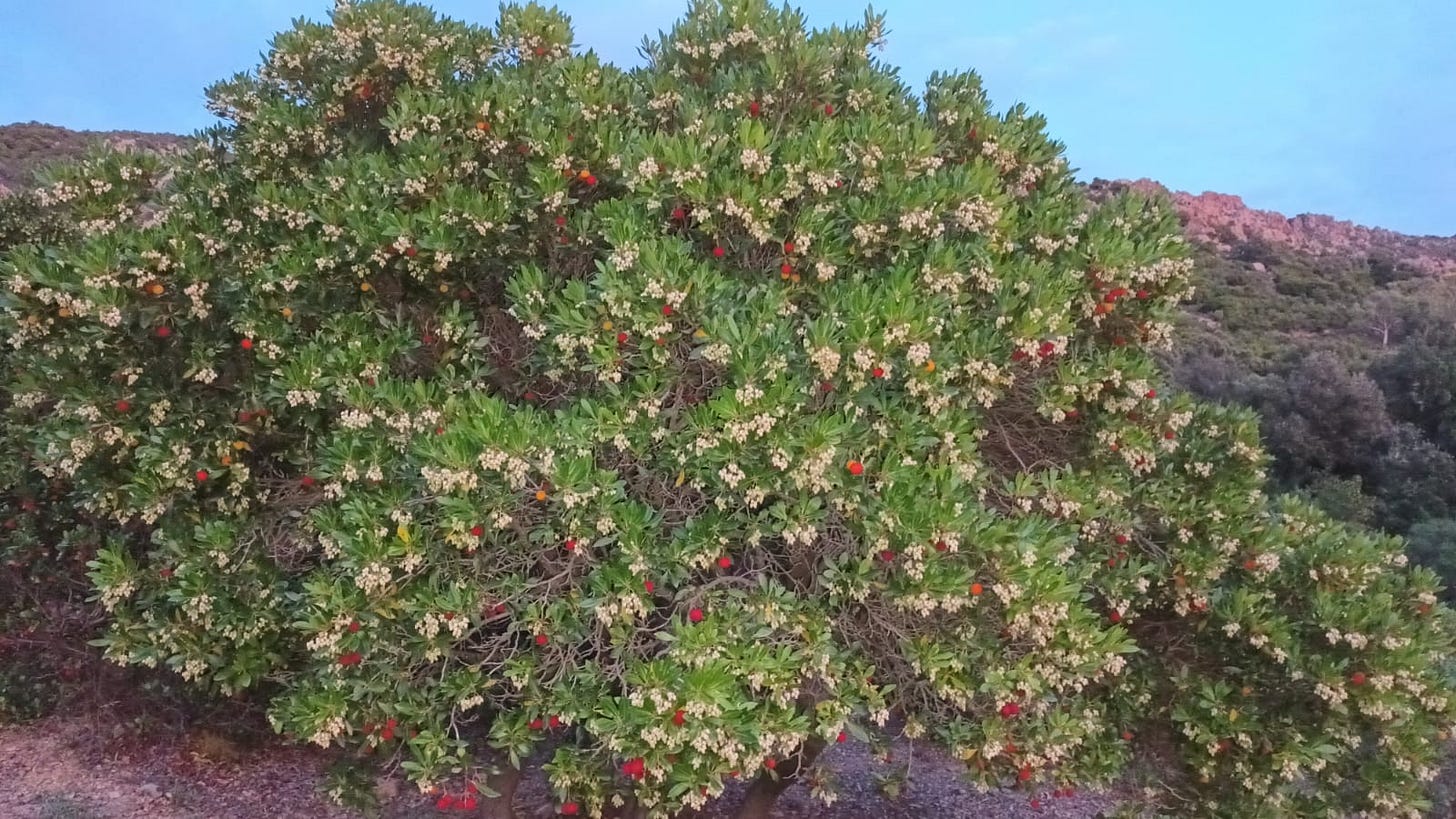 Western Strawberry Tree Western Strawberry Tree
