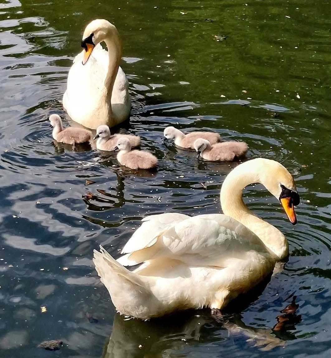 May be an image of swan