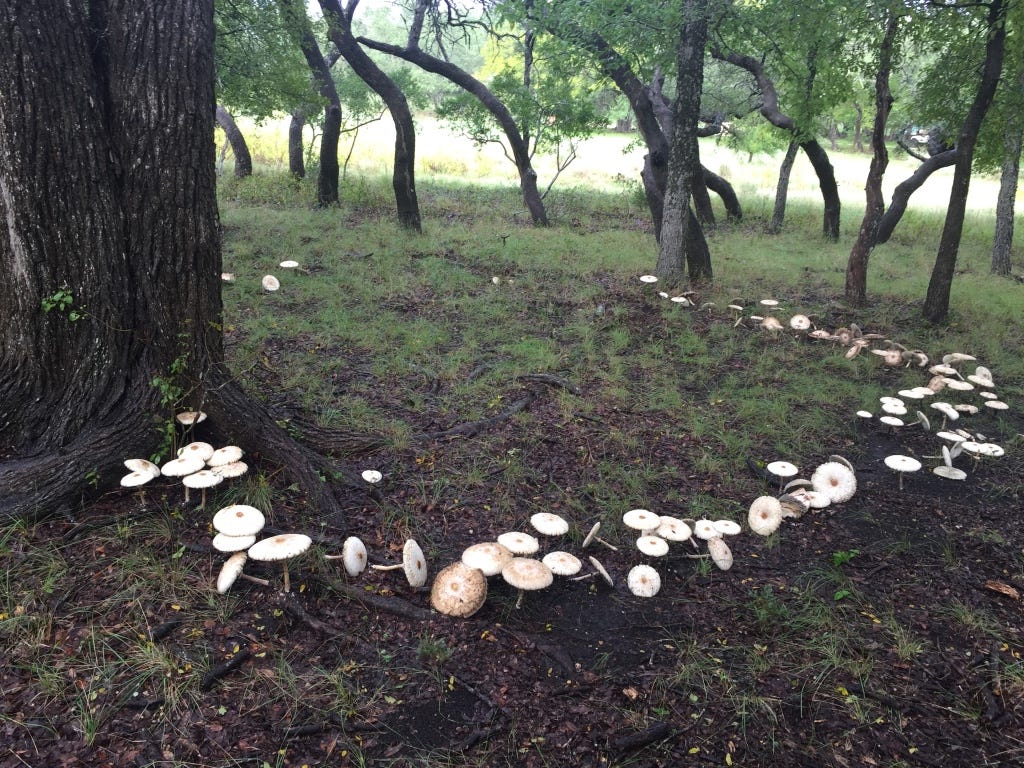 A group of mushrooms in a forest

AI-generated content may be incorrect.