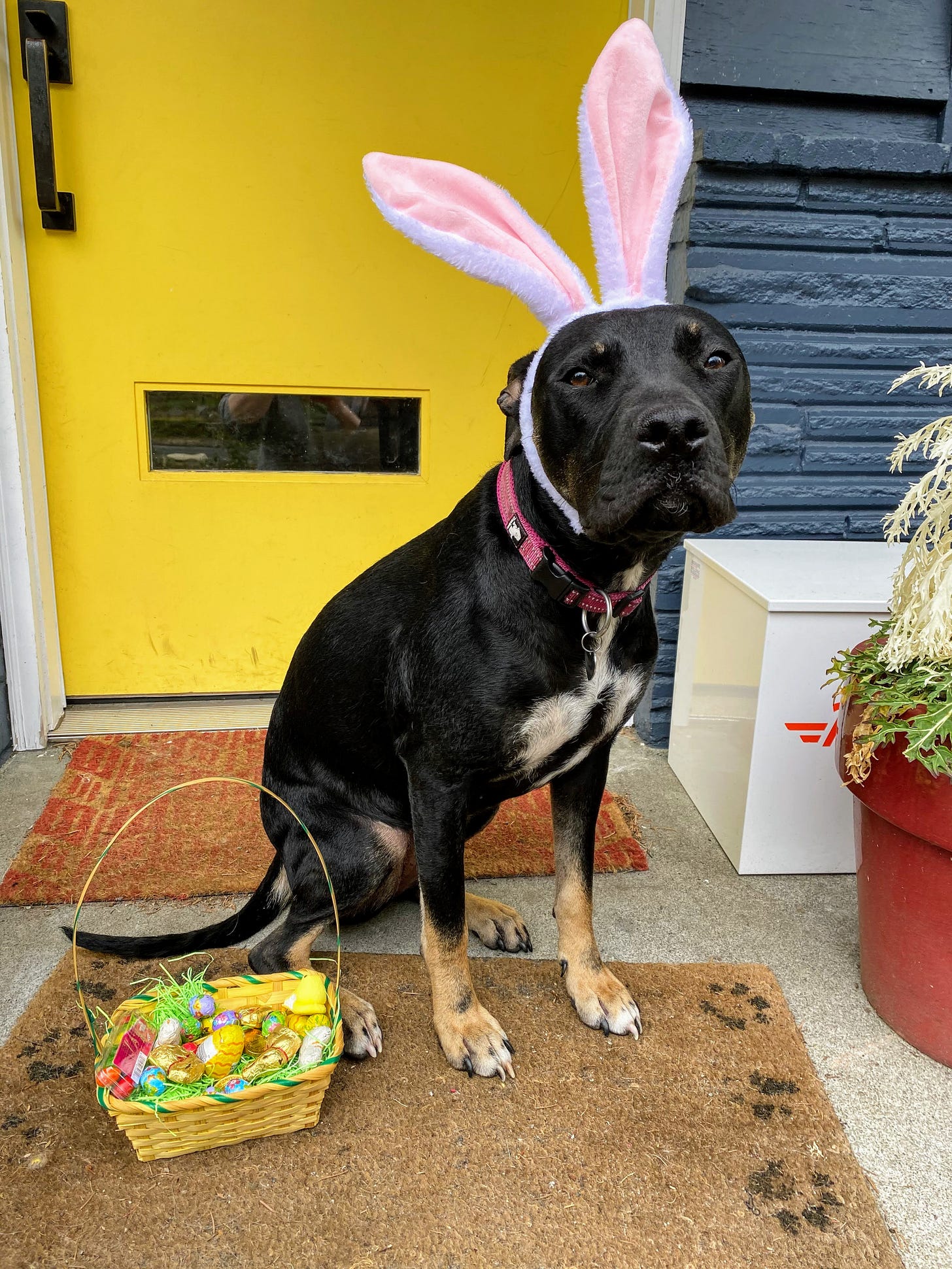 The Mabel Bunny (Photo: Jennifer Roberts)