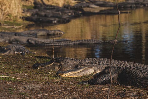A group of alligators congregates near the edge of The Deep Hole, their bodies partially submerged in the water. Some rest on the bank, while others float nearby, creating a scene of primal beauty.