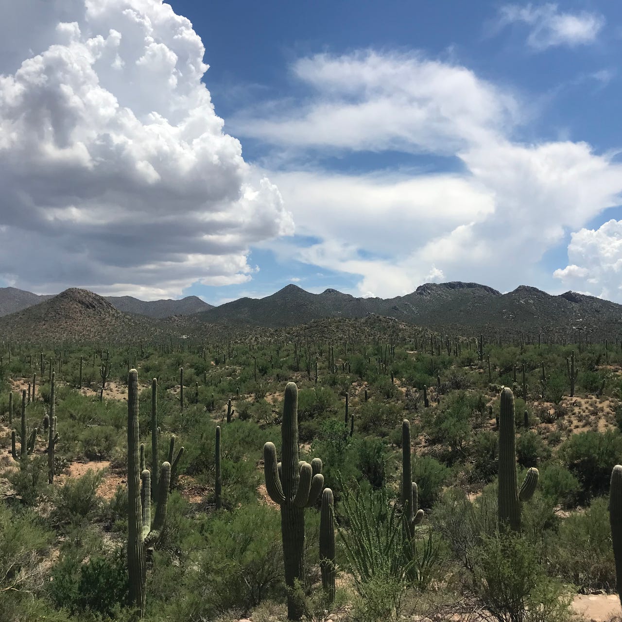 Nature’s Newsletter