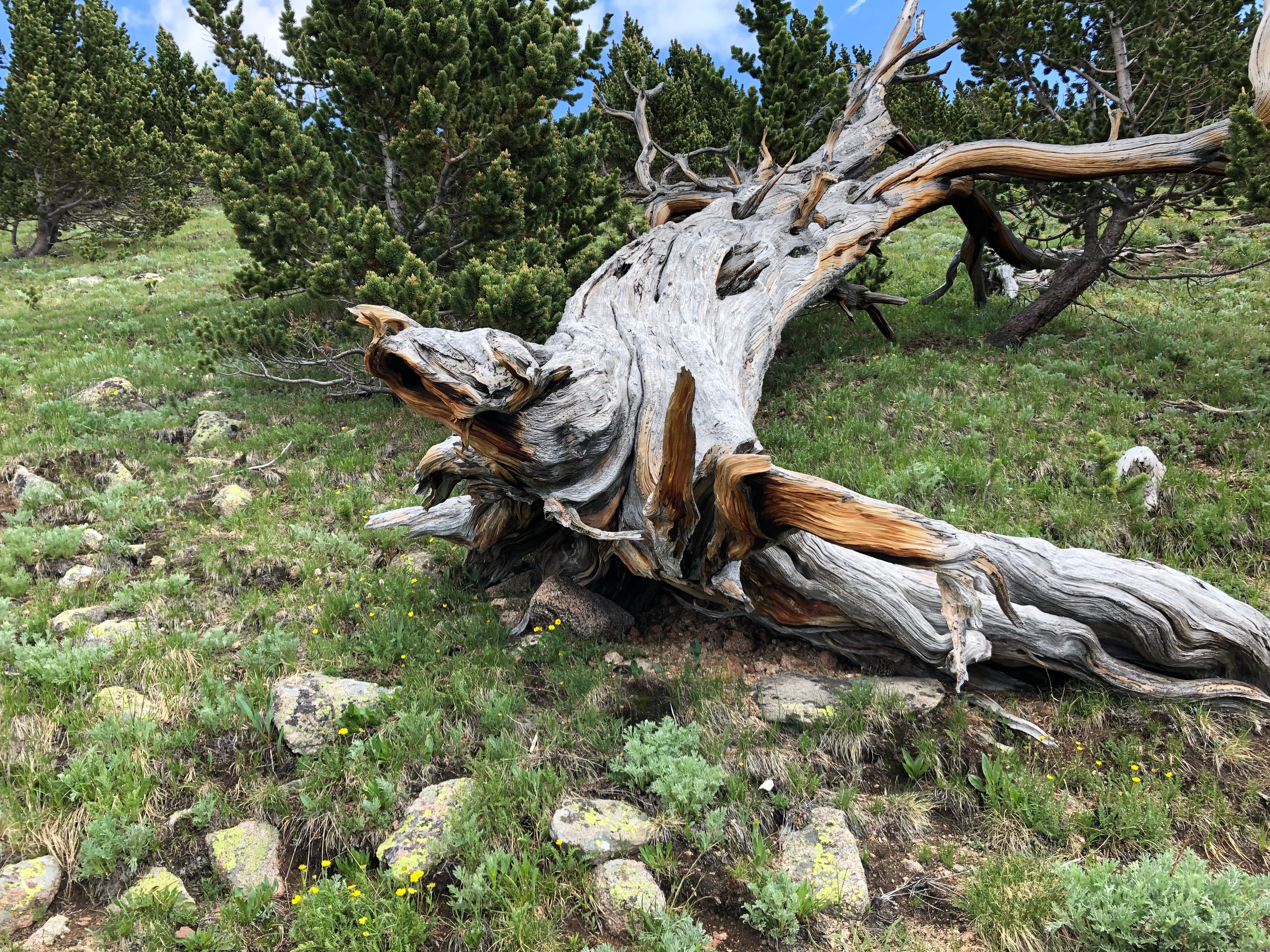 Artwork for The Mackeson Institute Presents