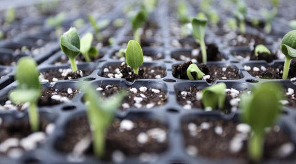seed breeding in Shouguang, Shandong, the major hub for vegetable production