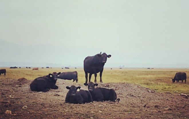 cow family