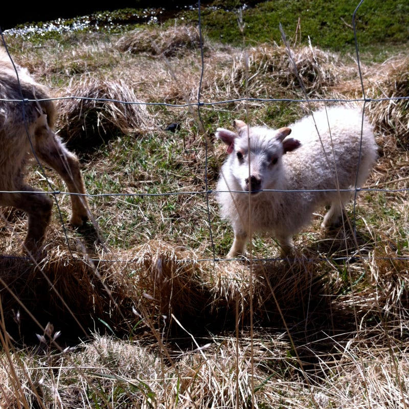 Lamb looking through wire fence