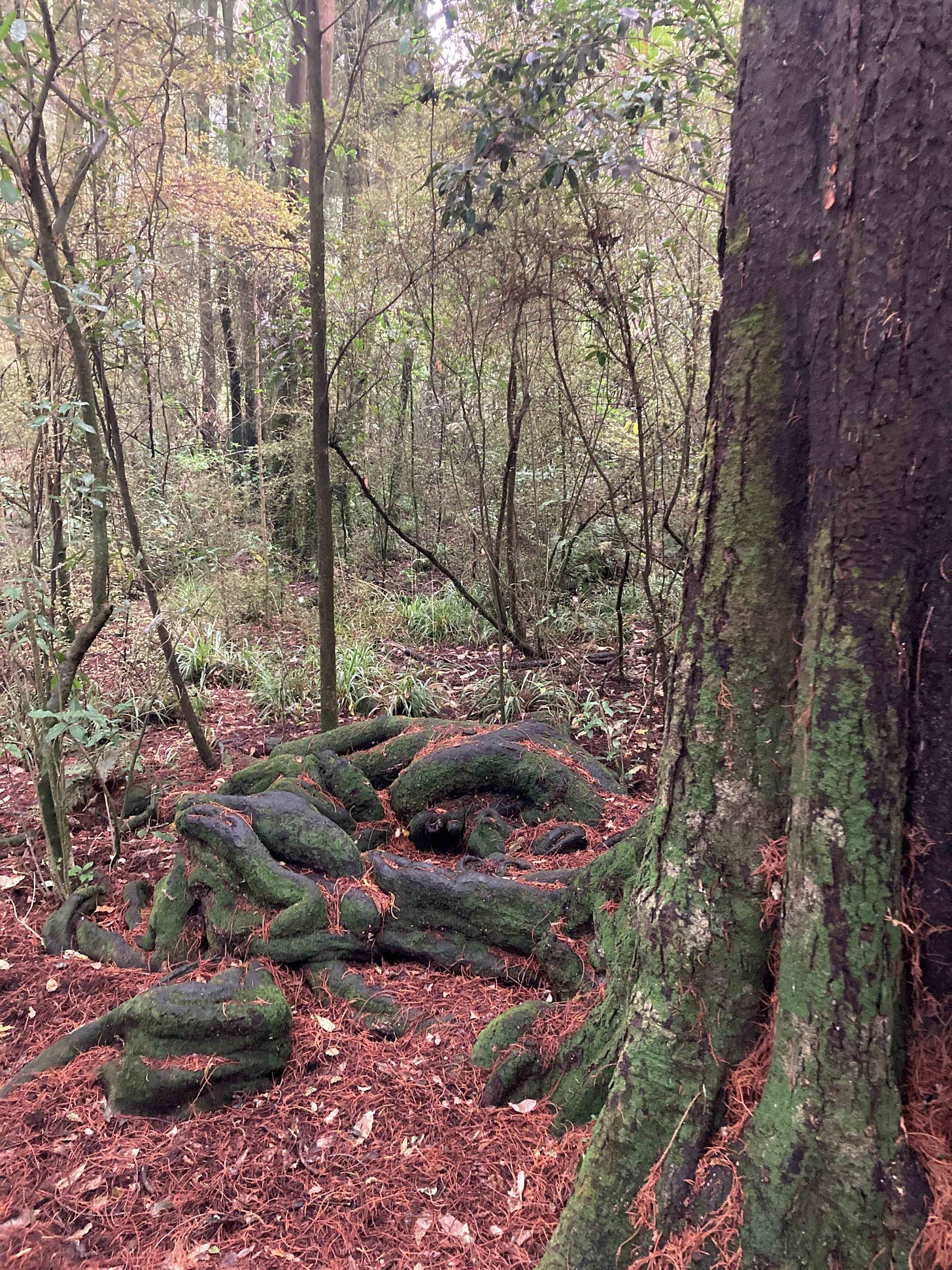 Part of a kahikatea trunk, with twisted surface roots and undergrowth in the background Part of a kahikatea trunk, with twisted surface roots and undergrowth in the background