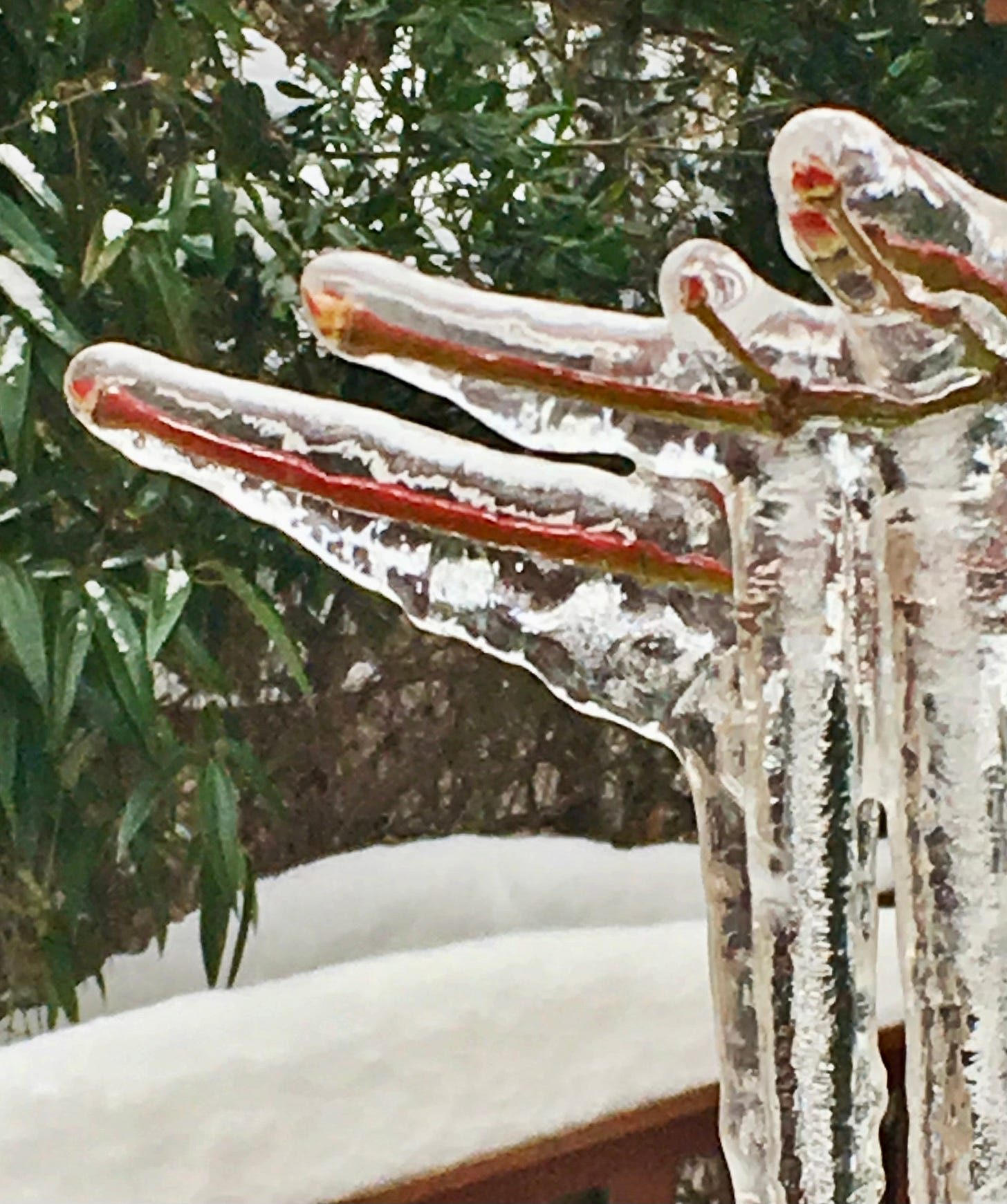 Buds incased in ice