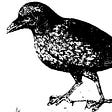 16th Century Crow's avatar
