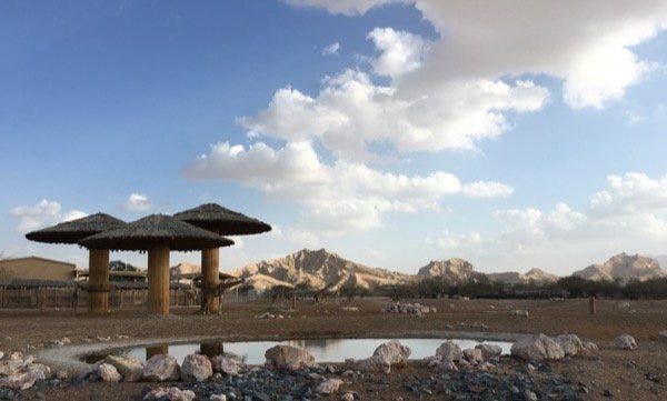Is this the African Savanna or Al Ain Zoo?!