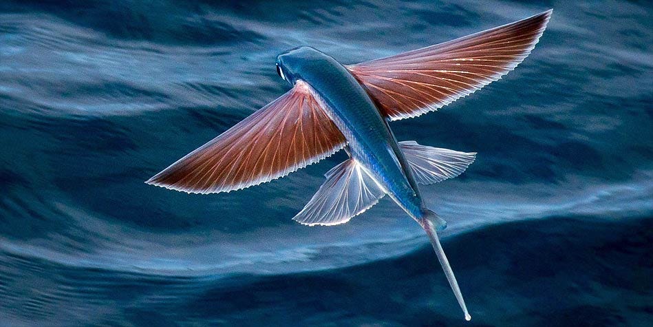 https://dinoanimals.com/wp-content/uploads/2018/07/Flying-fish-2.jpg