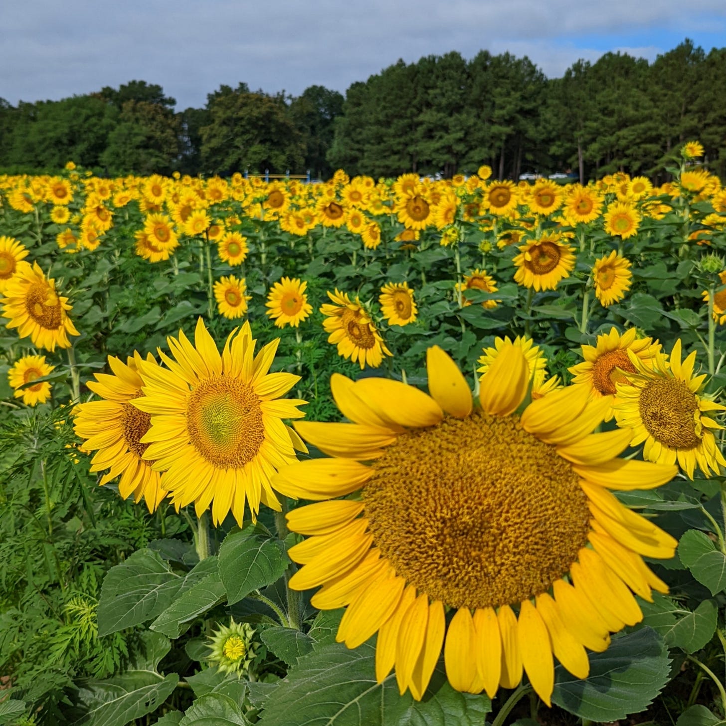 Raleigh Sunflower Field ~ 2022 | The Triangle Explorer Raleigh Sunflower Field ~ 2022 | The Triangle Explorer