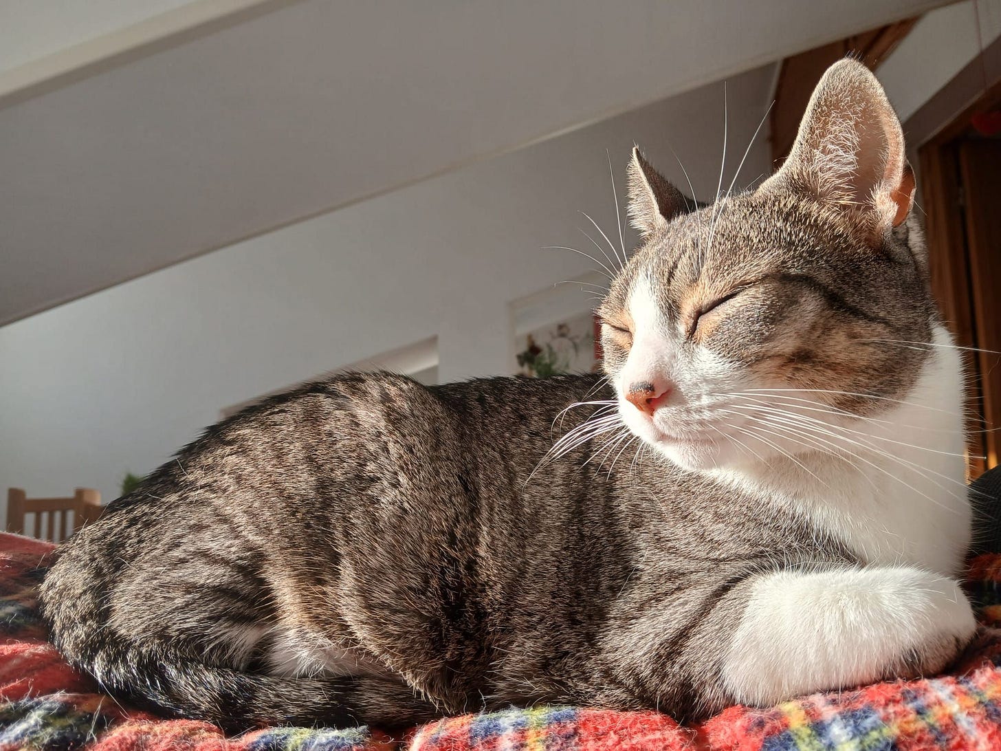 Tupi relaxes, eyes closed, on a soft fleece blanket in the bright sunlight. Their face is turned toward the light showcasing their brown tabby fur with white face and bib, and dark spot on a pink nose. Tupi relaxes, eyes closed, on a soft fleece blanket in the bright sunlight. Their face is turned toward the light showcasing their brown tabby fur with white face and bib, and dark spot on a pink nose.