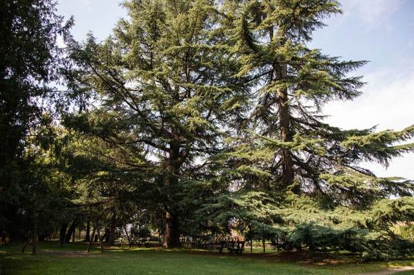 Il Parco Bonaldi, il luogo scelto da Emanuela per il suo ritratto per il progetto "Donne di Crema" (C)Monica Monimix Antonelli Il Parco Bonaldi, il luogo scelto da Emanuela per il suo ritratto per il progetto "Donne di Crema" (C)Monica Monimix Antonelli